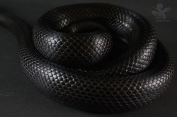 superpredatorsexoticreptiles:  Black Betty: Mexican Black King Snake 