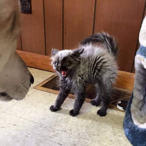 aww-cute-animals:I think she’s really warming up to her brotherWerewolf kitten