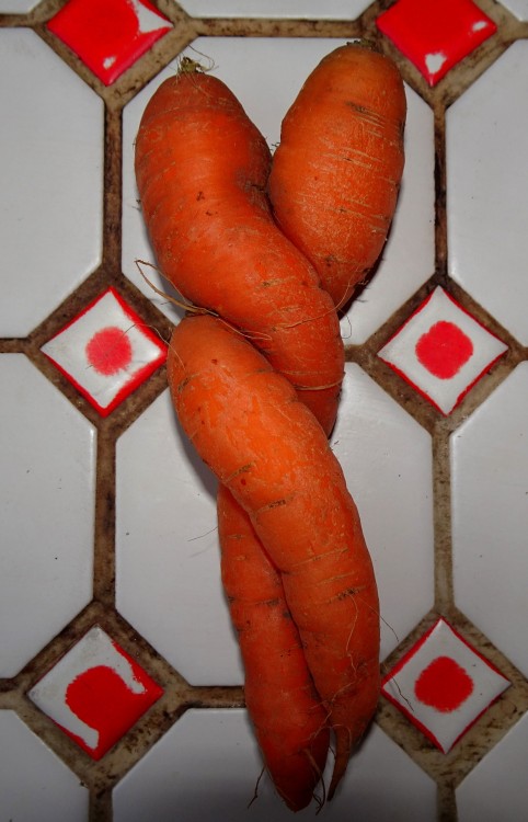 Un ami m’a donnée des carottes de son jardin.En voici deux, qui tenaient l’une à l’autre&hellip;
