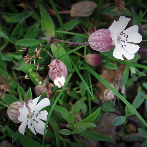  Sea campion Arctic thyme Crowberries Lady’s bedstraw #icelandicwildflowers #wildflowers #herb