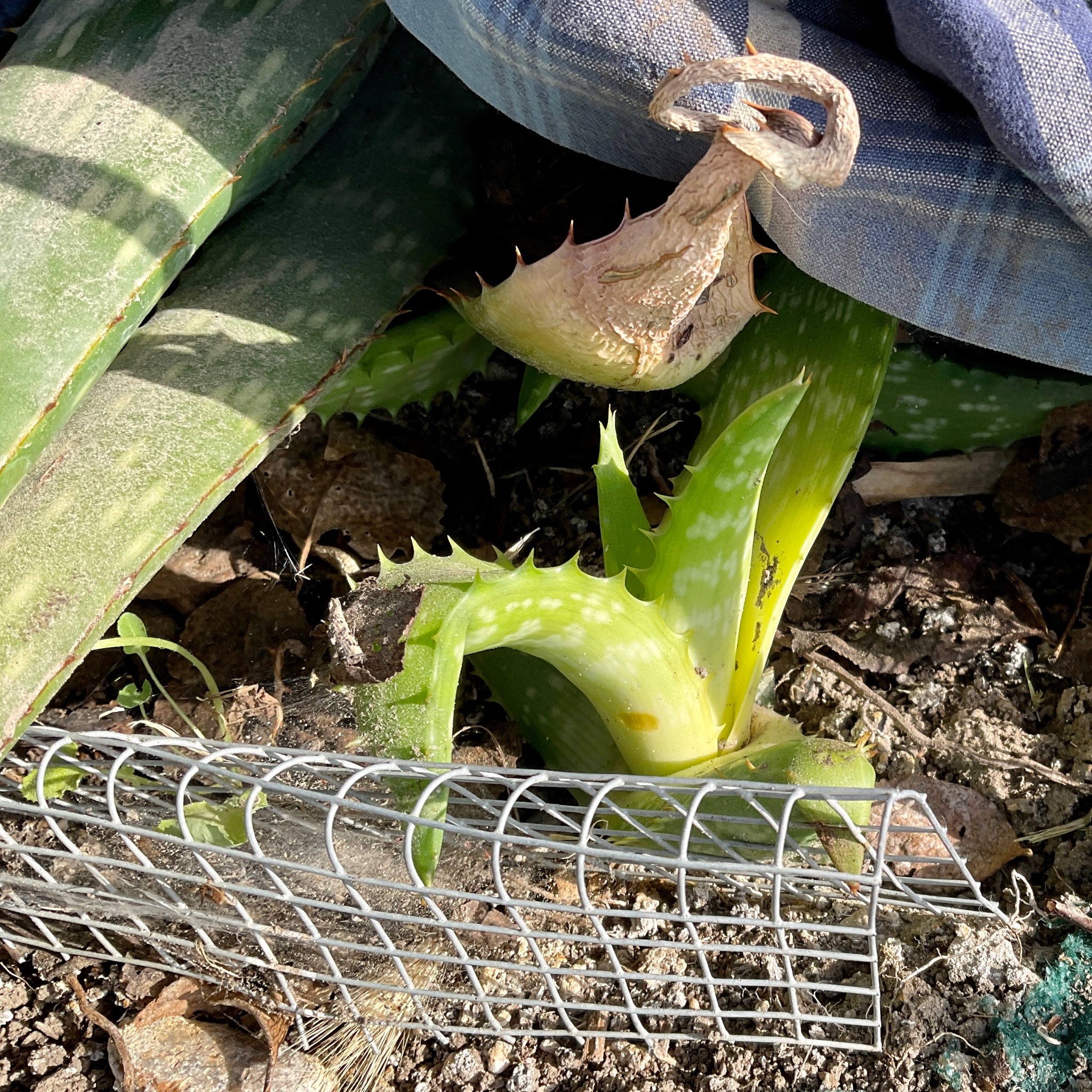 A closeup of a small aloe plant growing up next to much larger leaves of its parent plant.