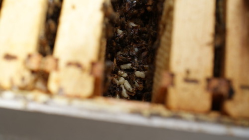 bio-child: My dad was giving me a hard time when we did a hive check for taking so many photographs 