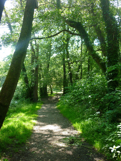 Bryngarw Country Park, Garw Valley, Bridgend - July 2013cool and lush and green on a baking hot summ