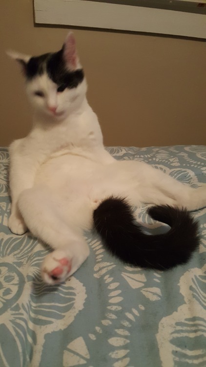 fluffymccree:Happy Caturday. Here’s my cat, Bruce Wayne, sitting and looking like a pancake.