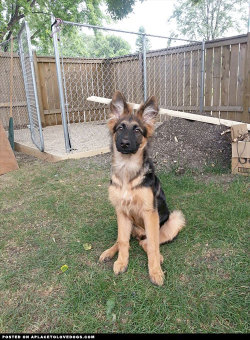 aplacetolovedogs:  Adorable German Shepherd puppy Belle, 90%