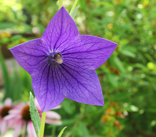 sandflake:  I dearly wish that people would view their bodies as they view flowers…