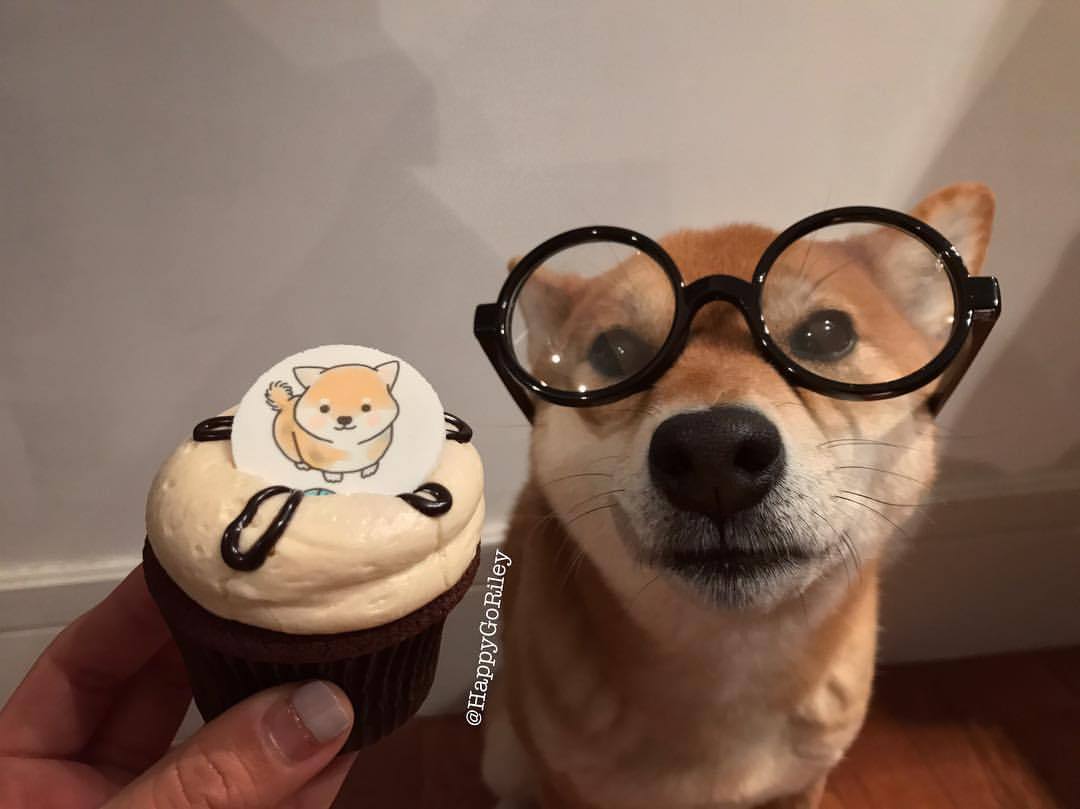 Thanks for getting these custom @georgetowncupcake for the humans @whataboutbentley!! 🎂🍰🍽 #custommade #obsessed #georgetowncupcakes #muchwow #eater #grubstreet #doggosdoingthings #newforkcity #shiba #sheebs #shibasofinstagram #doge #dogsofnyc...