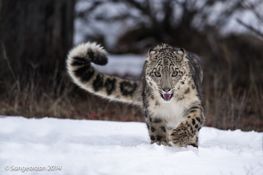 earthcats:  Tail Curl | Paul Sangeorzan 