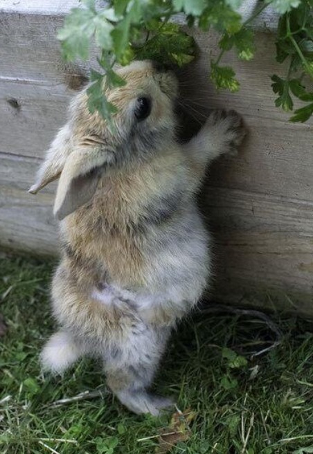 mahinabunny:  🌸Sweet Precious Bunnies🌸  🌸For Sweet & Crafty Bunny Finds .. Mini Paintings, Sock bunnies & more.. please visit: https://www.etsy.com/shop/MahinaBunnyCreations 🌸 Mahalo !!!🌸