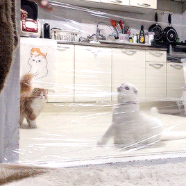 neko-gifs:/ᐠ｡‸｡ᐟ\