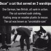 cat-memes-only: