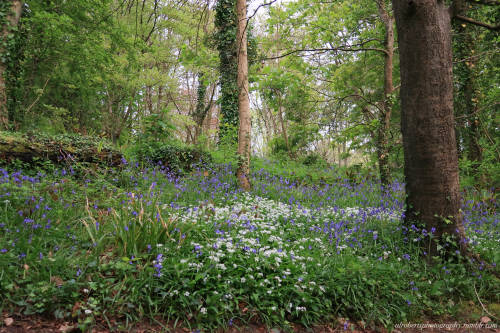 Woodland Spring Flowers