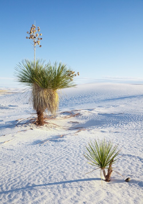 microbe: White Sands, New Mexico. The desert is located in Tularosa Basin New Mexico. Its white san