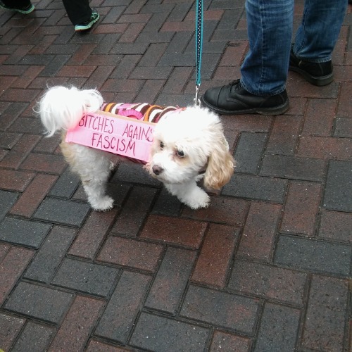 therunnersam: parttimesarah: I’m loving these protest pups! It’s ruff out there, good jo