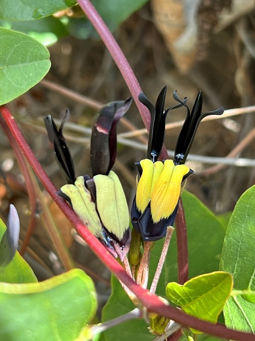 Kennedia nigricans
This plant is a rather rampant-growing vine from Western Australia, belonging to the Pea Family (Fabaceae). Its flowers are not large, but they are remarkable for their black color, with a dab of yellow on one side (the flowers...