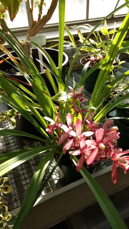 12/24/16: Cymbidium pipeta; beautiful hybrid flowering species of orchid, first hybridized in Irelan