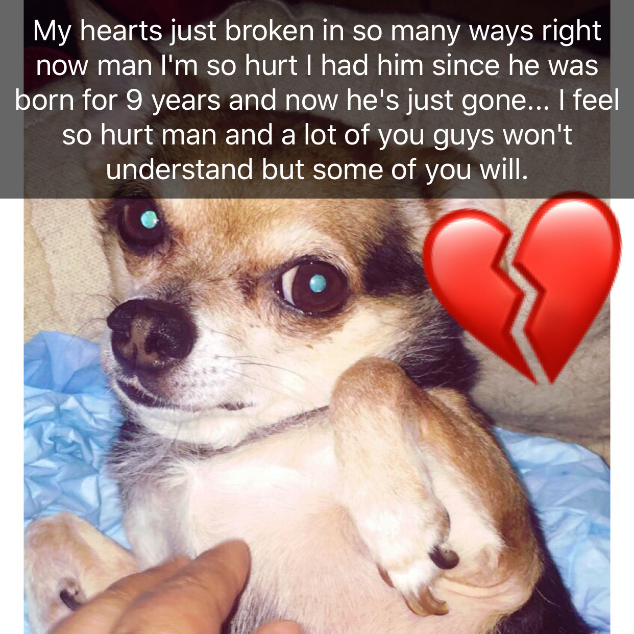 My Dog Just Died He Was The Best Dog I Love Him So Much His Heart My Dog Just Died He Was The Best Dog I Love Him So Much His Heart
