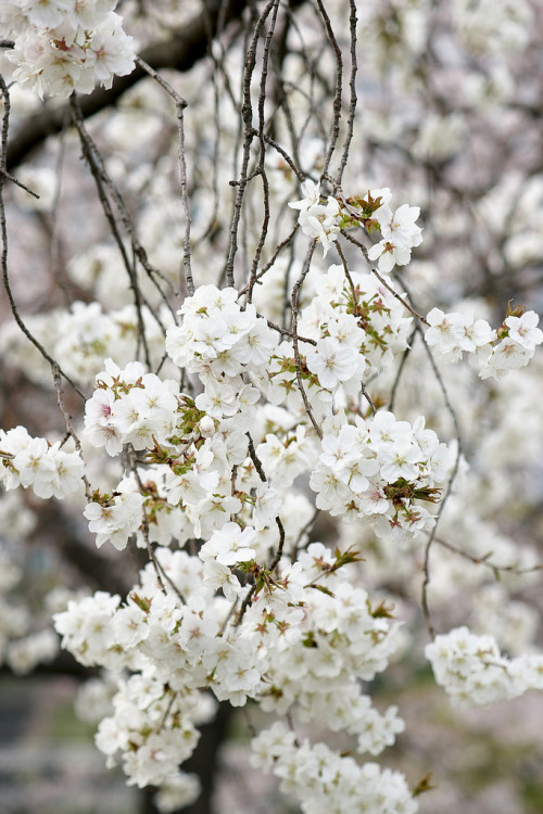 yudoku: 櫻花 Sakura @ 東京都立浜離宮恩賜庭園 とうきょう とりつ はまりきゅう おんし ていえん by Chun-Chih FAN on Flickr.