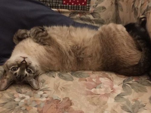 solomonfletcher: solomonfletcher: My cat Balthazar is going in for dental work on tuesday and the es