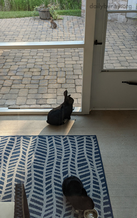 dailybunny: Bunnies Meet Their Wild Cousin Through the WindowThanks, Colin and bunnies Fergus and Lu