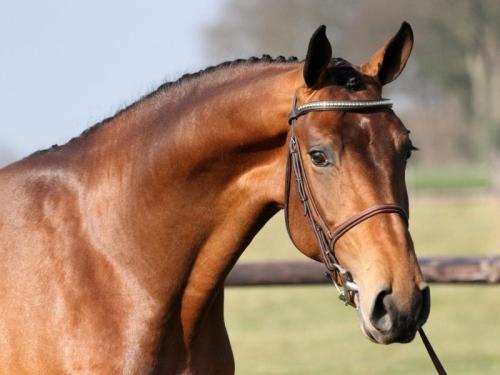 equinecanada - Hirobantos 3 year old, KWPN stallionTjungske...