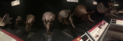 The Museum of the Rockies has the world’s largest collection of Triceratops, almost all found in Mon