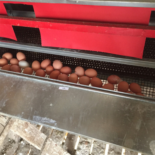 We have eggs ! The girls appear to be laying in full force now and we have them available at the far