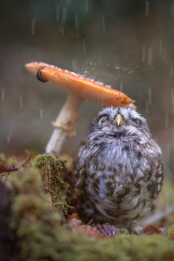 heaven-ly-mind:  Raindrops  Lol he looks like &lsquo;What? You gotta problem? I do. This mushroom ain&rsquo;t stopping all the rain from getting in my feathers.&rsquo;