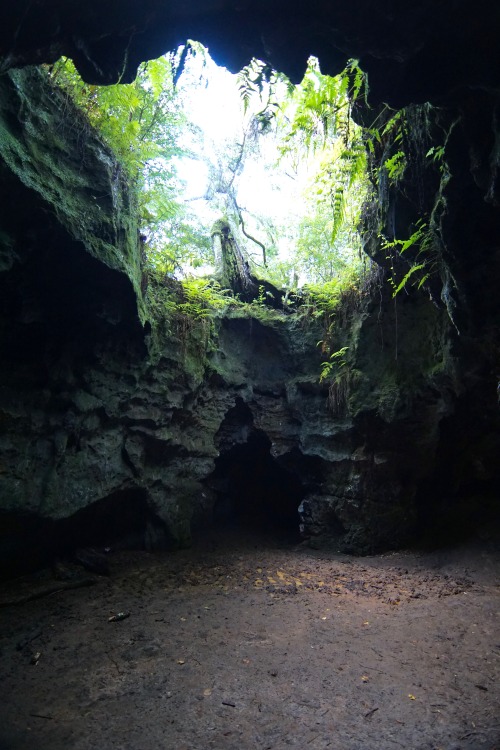 goodcopbearcop: Exploring Dames Caves Florida’s Bedrock is karst limestone, basically it is ex