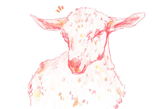 julykings:a goat! he loves you & wishes you well