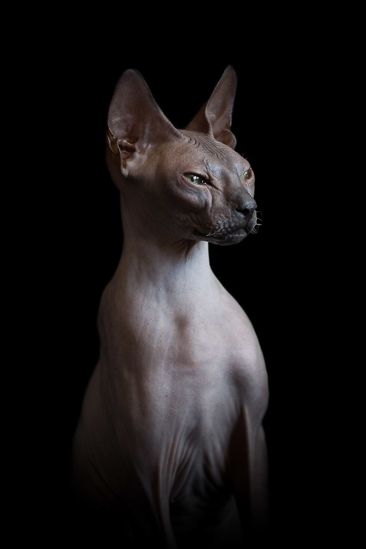 fer1972:  The Evil Beauty of the Sphinx Cat photographed by Alicia Rius