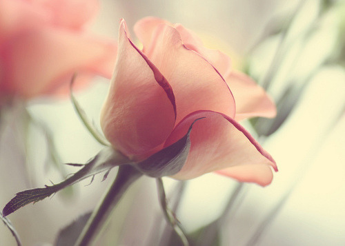 Pink Rose | via Tumblr on We Heart It - http://weheartit.com/entry/65325044/via/glowinginthedarkness