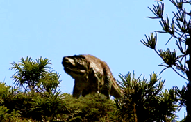 chocolateandpeanutcandy:  Over-bright dinosaurs and other prehistoric reptiles, just