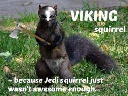valkyriesvikings:  Viking Squirrel 