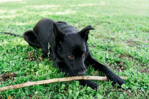 Honey, Australian Kelpie