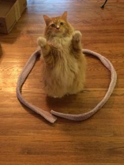 icecoldfrost: catsbeaversandducks:   Cat Circles, the amazing phenomenon in which a cat will deliberately sit in a circle on the floor. Photos via Reddit   Proof cats are demons that get caught it salt circles and other arcanrianananana 