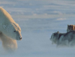 give-a-fuck-about-nature:  Norbert Rosing took these images of a wild polar bear coming upon his tethered sled dogs in the wilds of Canada’s Hudson Bay. The Polar Bear returned every night that week to play with the dogs.