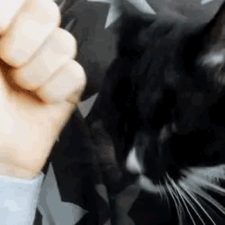 «❀» Cat Stimboard! 