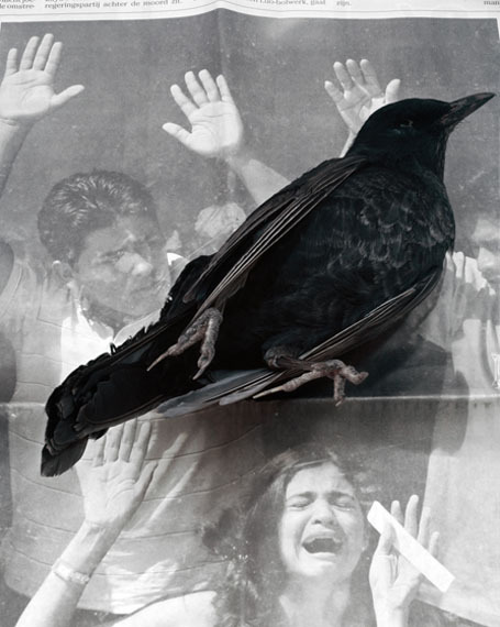 inneroptics:  dead bird -Geert Goiris