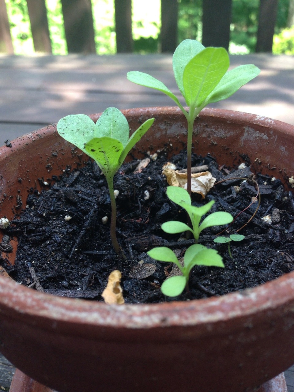 neeglect:  so warm out, and my strawberries are ripe🌱 