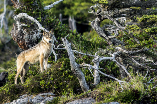 wolveswolves:  Photographer zooms in on the unique coastal wolves of British Columbia  Wolves living on the coastline of the Pacific Northwest are so specialized that they are considered an unofficial subspecies of the Gray wolf (Canis lupus). Conservatio