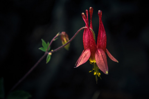 Eastern Red Columbine by Photigrapher on Flickr.