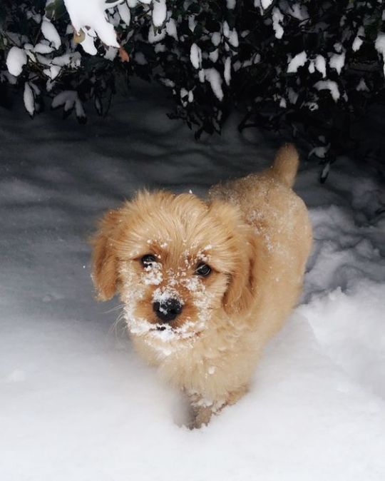 Snow and puppies 😍🐶❄️