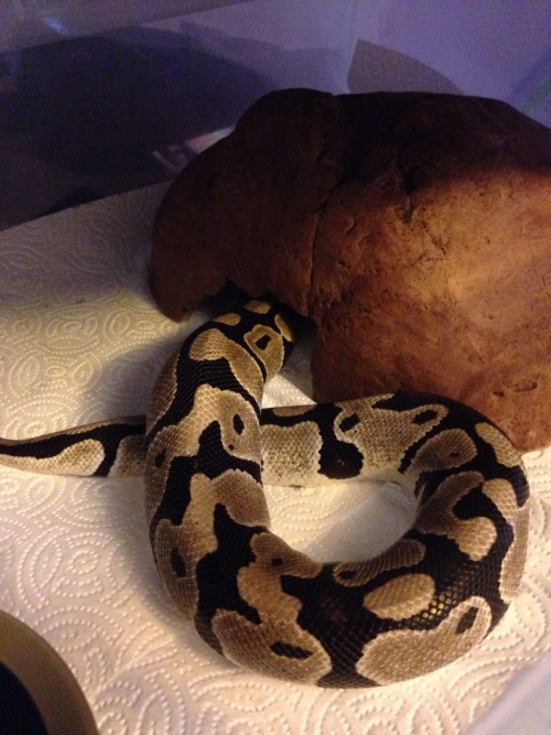 iamreaver:Here I am, the ball python hater. Lookout, I’m here to diss your dirt slugs and call you p