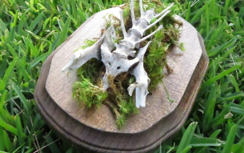 darklittlefaun:  Yay my bone mounts are finished! You can purchase them here! Everything is handmade by me, and bones are humanely collected. Only one of each is available so get them while they’re here. :)