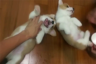 Sex cute-overload:  Belly rubs!http://cute-overload.tumblr.com pictures
