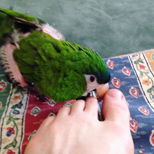 He likes to preen my toes