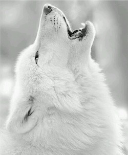 the-smiling-wolf:  😊🐺💖