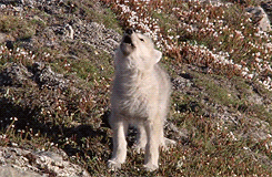 wolveswolves:  Arctic wolves (Canis lupus arctos) in BBC’s Frozen Planet 