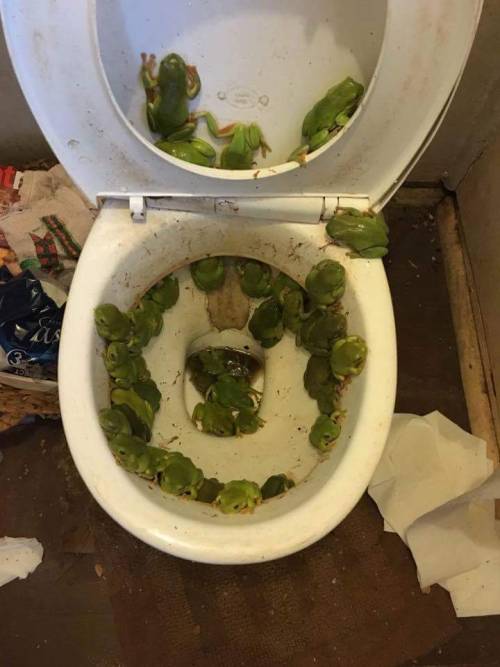 catbountry:snapgif:My mum’s toilet after a recent flood. (via everything-idiotic)Who&rsqu